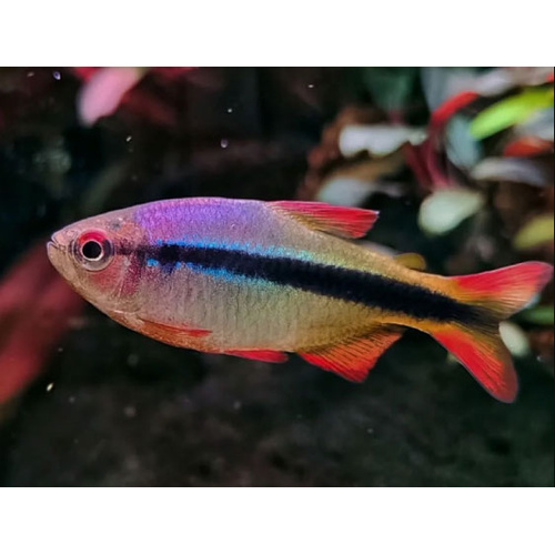 Imperial Lapis Tetra
