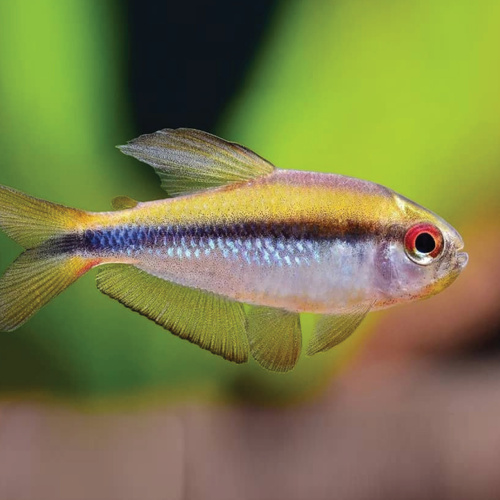 Lapis Tetra