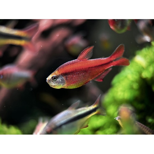 Super Red Devil Tetra