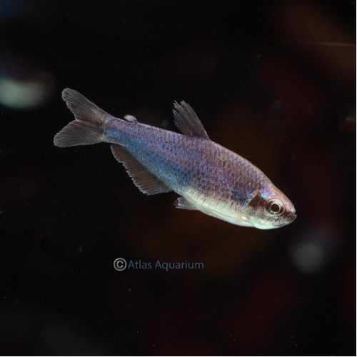 Super Blue Kerri Tetra