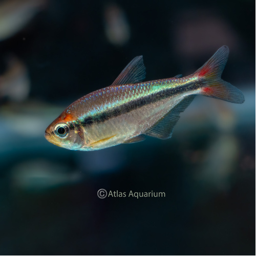 Mystic Blue Tetra