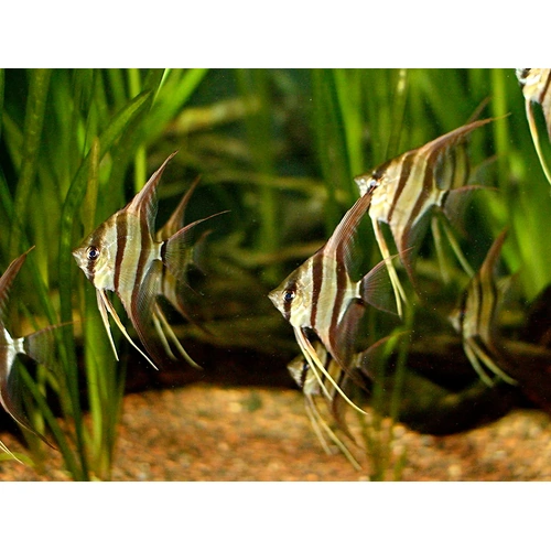 Wild Rio Negro - San Felipe Altum Angelfish 4-6cm