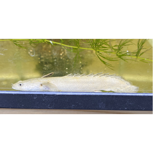 Platinum Tiger Bichir 5-7cm