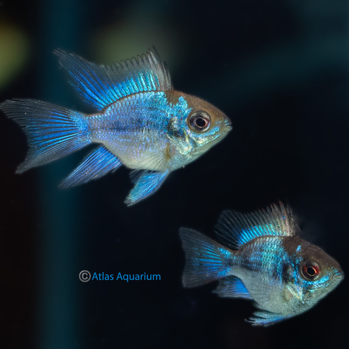Balloon Neon Blue Ram