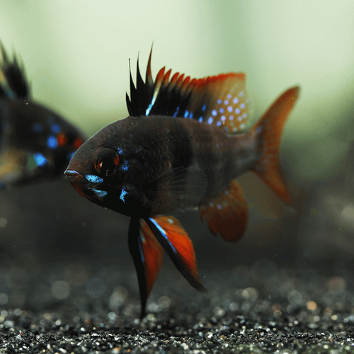 Blue Black Ram