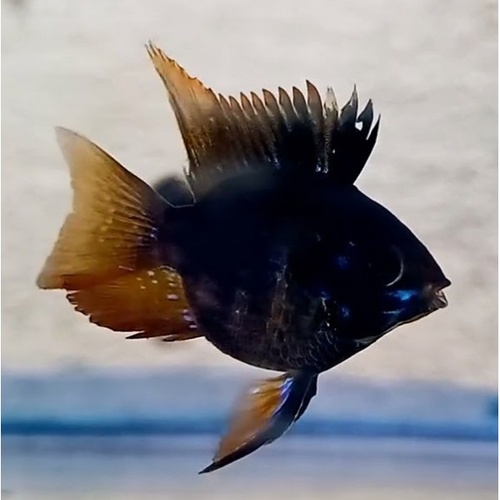 Black Balloon Ram
