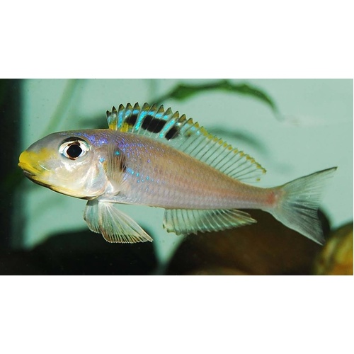 Xenotilapia Bathyphilus 'Kekese' Colony 6-7cm (3M-5F)