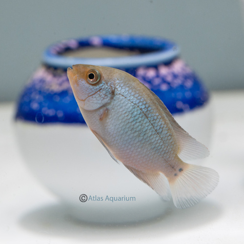 Thai Silk Flowerhorn 4-6cm