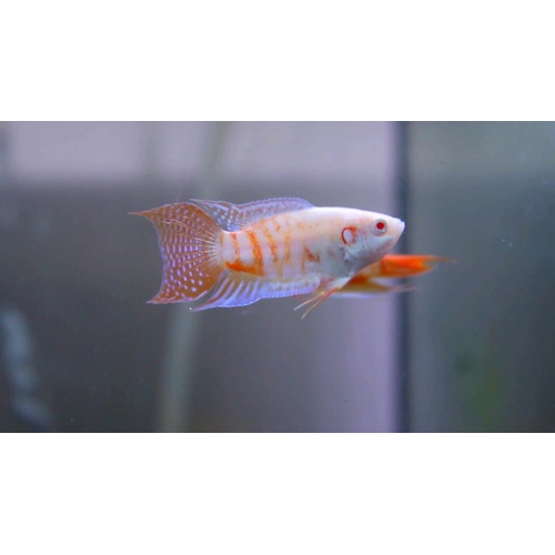 Albino Paradise Fish