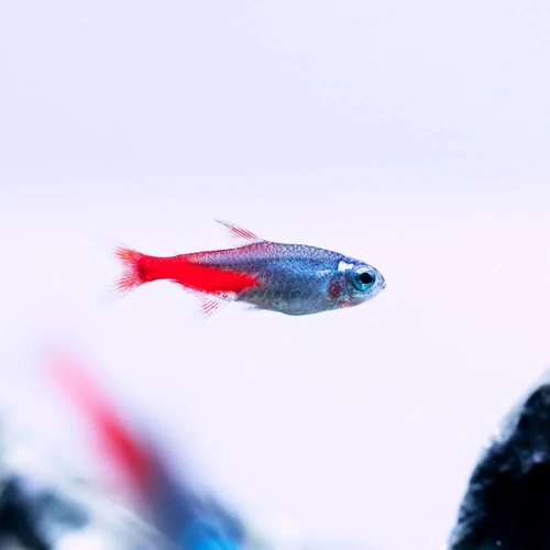 Diamond Head Neon Tetra