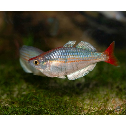 "Kali Tawa" Rainbowfish 3-4cm (MALES ONLY)