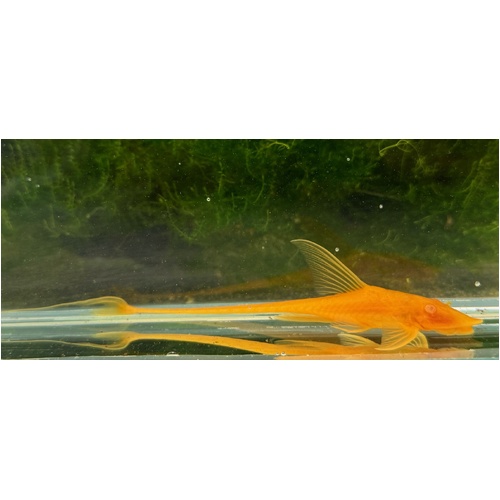 Albino Royal Whiptail Juvenile 6cm