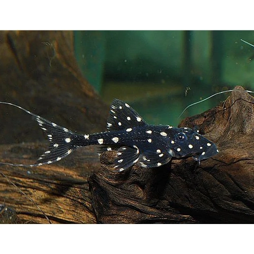 Adonis Pleco (L155) 12cm