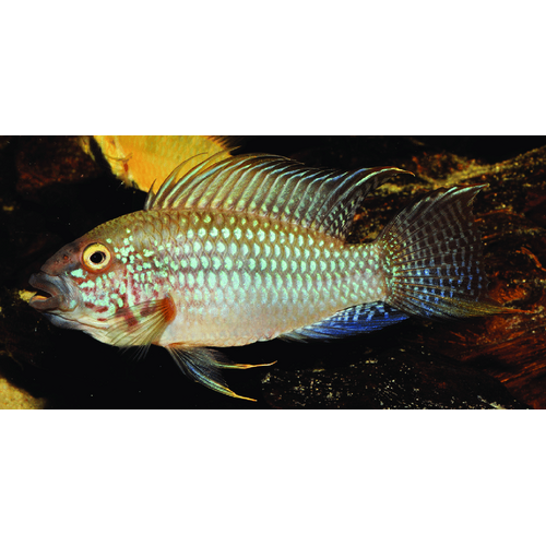 Apistogramma Megastoma Pair