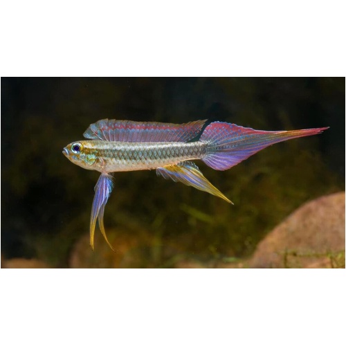 Taeniacara Candidi Pair