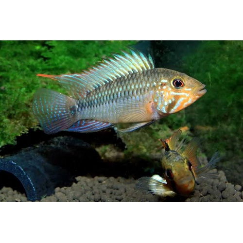 Apistogramma Barlowi Pair