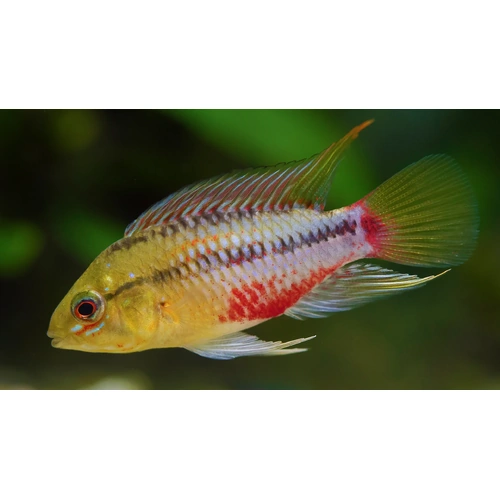 Apistogramma Hongsloi "Blue" Pair