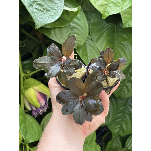ATLAS EXCLUSIVE: Pandora Queen X Skeleton King Hybrid Bucephalandra