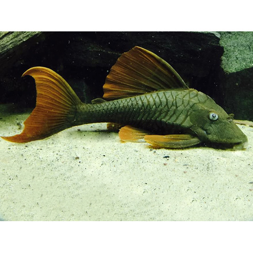 L137 Pleco (Hypostomus Soniae) - 6cm