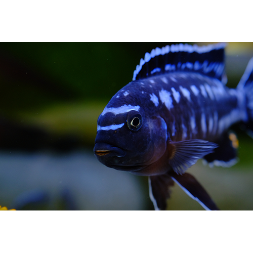 Maingano Cichlid 5cm