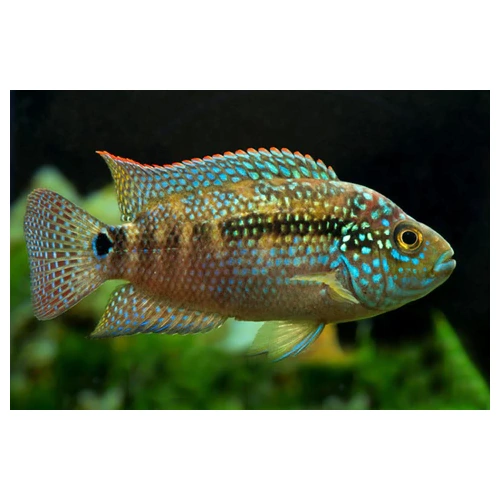 Jack Dempsey 5cm