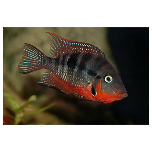 Firemouth Cichlid 3-4cm