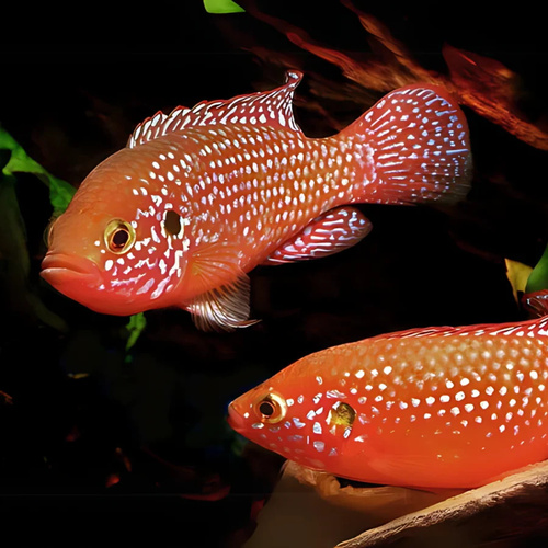 Red Forest Jewel 4-5cm