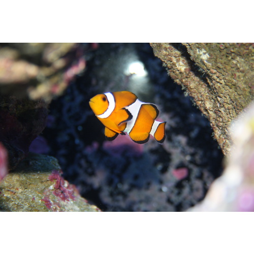 Orange & White Ocellaris Clownfish (Pair)