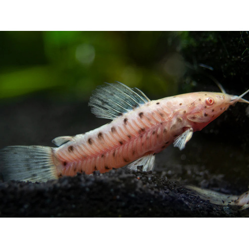 Albino Hoplo Catfish 5cm