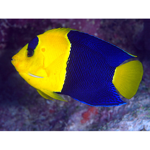 Bicolour Angelfish