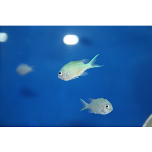 Blue/Green Chromis