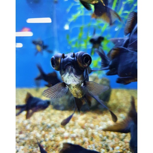 Gold Fish 5cm Black Moor