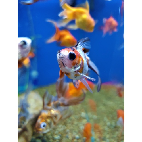 Goldfish 5cm Fantail