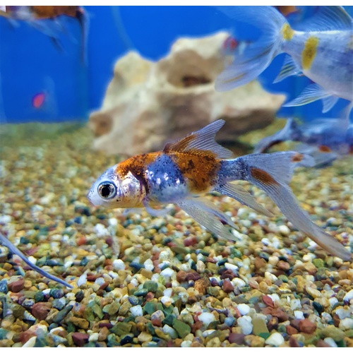 Gold Fish 5cm Shubunkin