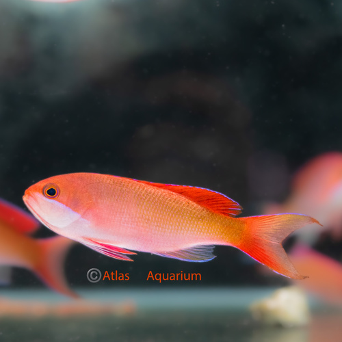 Cooperi Anthias