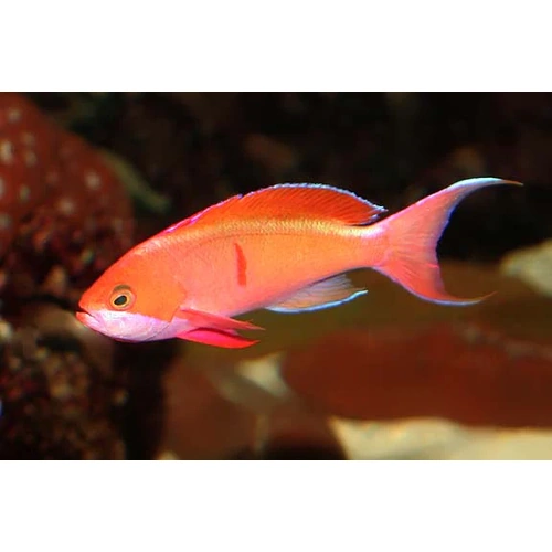 Cooperi Anthias