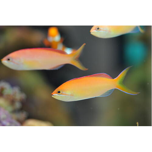 Dispar Anthias