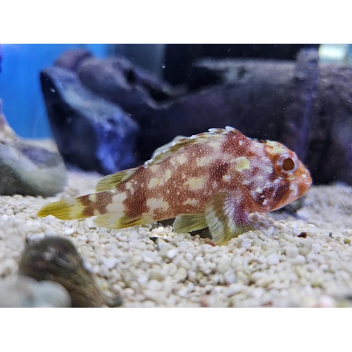 Yellowspotted Scorpionfish