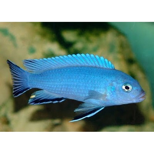 Cobalt Blue Zebra 5-6cm