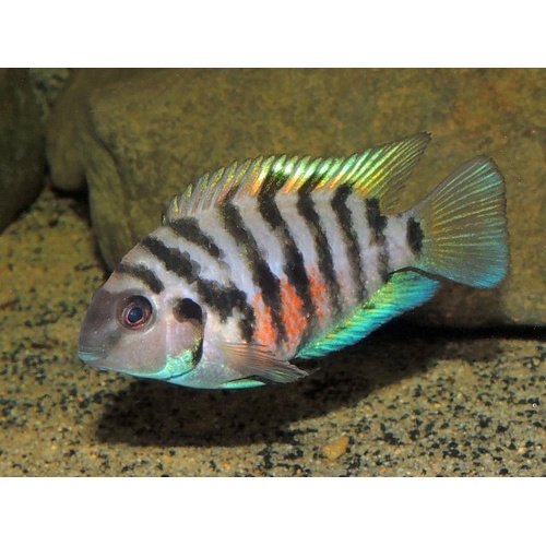 Convict Cichlid 5cm