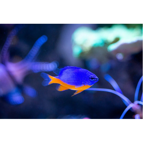 Kupang Damselfish