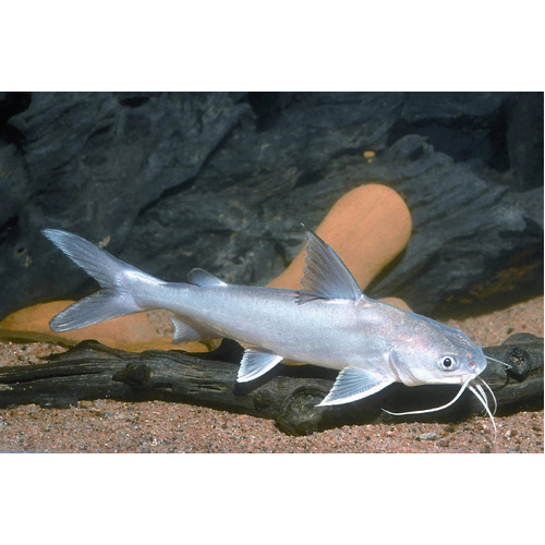 Salmontail Catfish 12-15cm