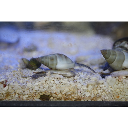 Nassarius (Zombie) Snails