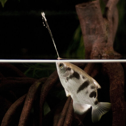 Archer Fish 5cm