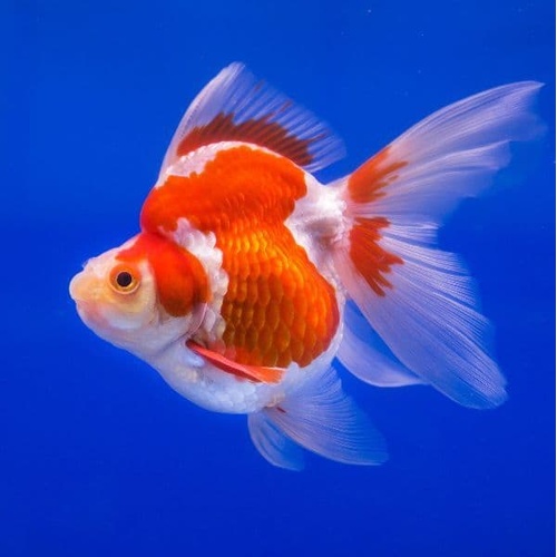 Assorted Ryukin 5-6cm