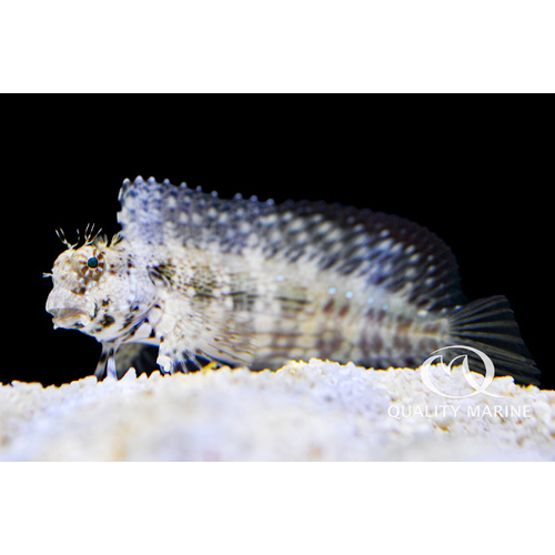 Lawnmower blenny