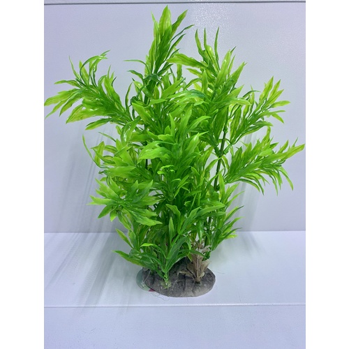 Rainbow Aquatics Plant