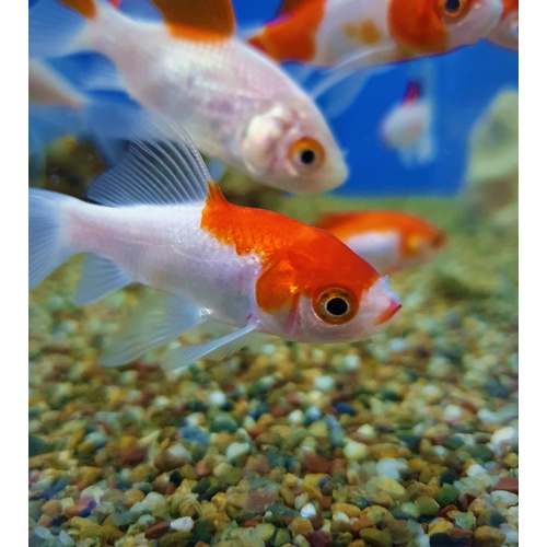 Gold Fish 5cm Red & White Comet