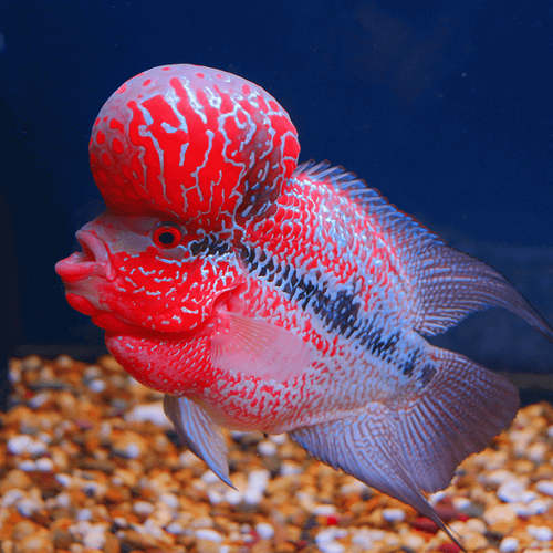 Red Dragon Flowerhorn 5cm