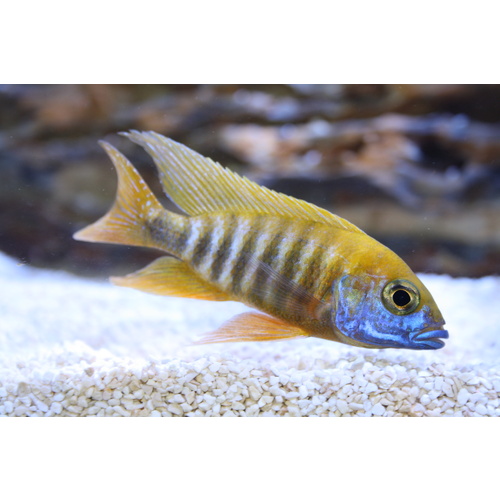 Baenchi Yellow Peacock (7cm)